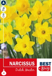 Narsiss 'Dutch Master' - Påskelilje