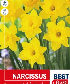Narsiss 'Dutch Master' - Påskelilje