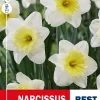 Narsiss 'Ice Follies' - Påskelilje