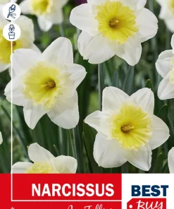 Narsiss 'Ice Follies' - Påskelilje