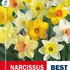 Narsiss mix - Påskelilje