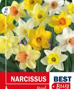 Narsiss mix - Påskelilje