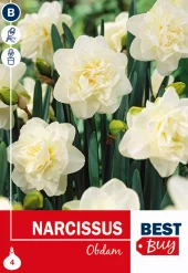 Narsiss 'Obdam' - Påskelilje
