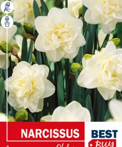 Narsiss 'Obdam' - Påskelilje