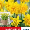 Narsiss 'Tête Boucle' - Påskelilje