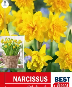Narsiss 'Tête Boucle' - Påskelilje