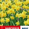 Narsiss 'Tête-à-Tête' - Påskelilje