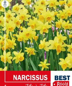 Narsiss 'Tête-à-Tête' - Påskelilje