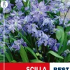 Scilla Siberica - Blåstjerne