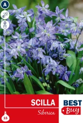 Scilla Siberica - Blåstjerne