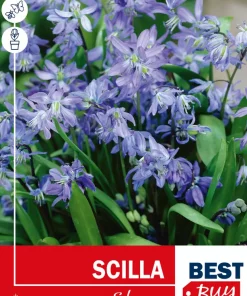 Scilla Siberica - Blåstjerne