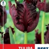 Tulipan 'Black parrot'