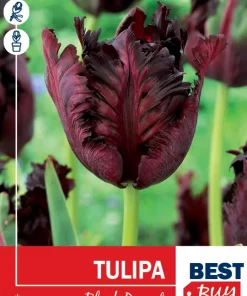 Tulipan 'Black parrot'