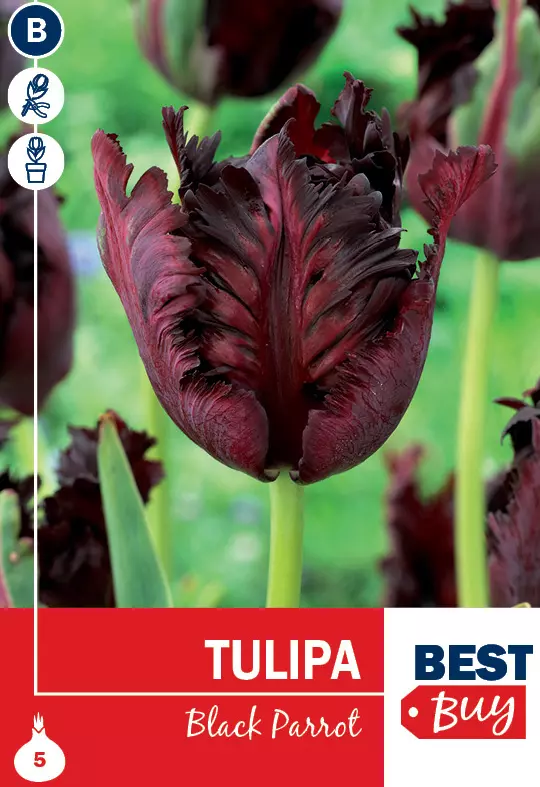 Tulipan 'Black parrot'