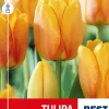 Tulipan 'Blushing Apeldoorn'