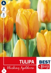 Tulipan 'Blushing Apeldoorn'