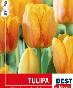 Tulipan 'Blushing Apeldoorn'