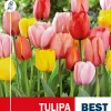 Tulipan Darwin Hybride mix