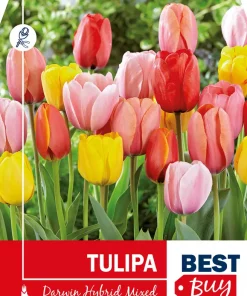 Tulipan Darwin Hybride mix