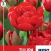 Tulipan 'Miranda'