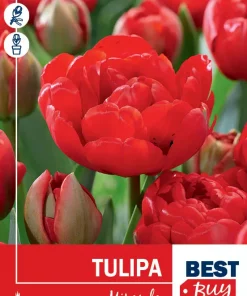 Tulipan 'Miranda'