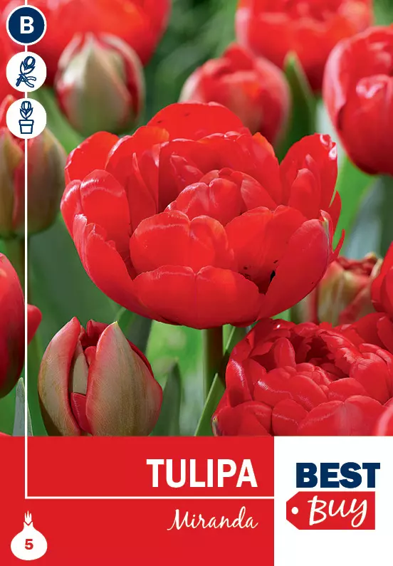 Tulipan 'Miranda'