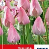 Tulipan 'Mystic van Eijk'