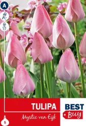 Tulipan 'Mystic van Eijk'