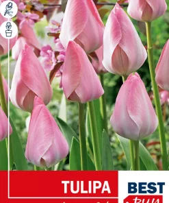 Tulipan 'Mystic van Eijk'