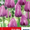 Tulipan 'Negrita'