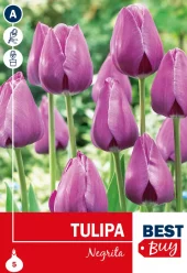 Tulipan 'Negrita'