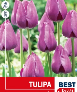 Tulipan 'Negrita'