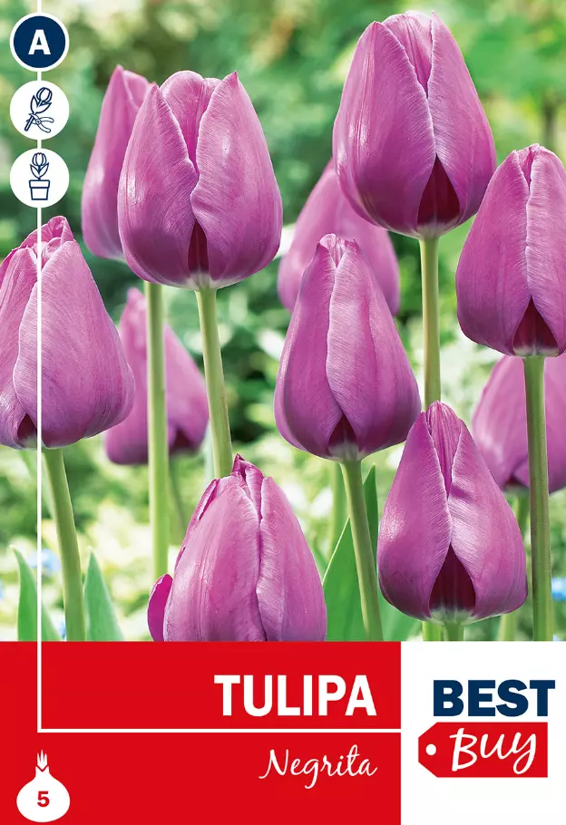 Tulipan 'Negrita'