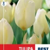 Tulipan 'Purissima'
