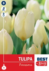 Tulipan 'Purissima'