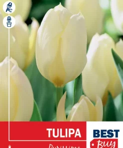 Tulipan 'Purissima'