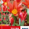 Tulipan 'Scarlet Baby'