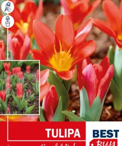 Tulipan 'Scarlet Baby'