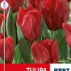 Tulipan 'Seadov'