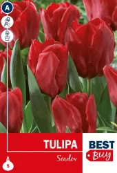 Tulipan 'Seadov'