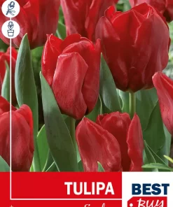 Tulipan 'Seadov'