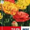 Tulipan 'Sunlover'