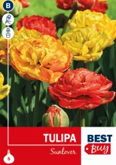 Tulipan 'Sunlover'