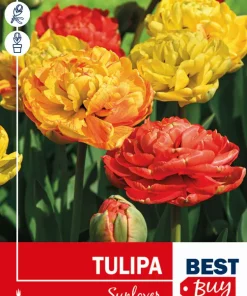 Tulipan 'Sunlover'