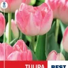 Tulipan 'Upstar'