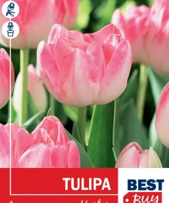 Tulipan 'Upstar'