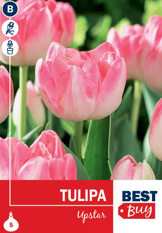 Tulipan 'Upstar'