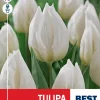 Tulipan 'White Prince'