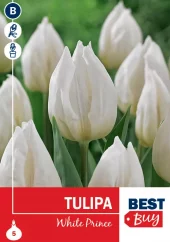 Tulipan 'White Prince'