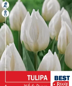 Tulipan 'White Prince'
